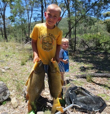 European Carp caught in Tenterfield River.