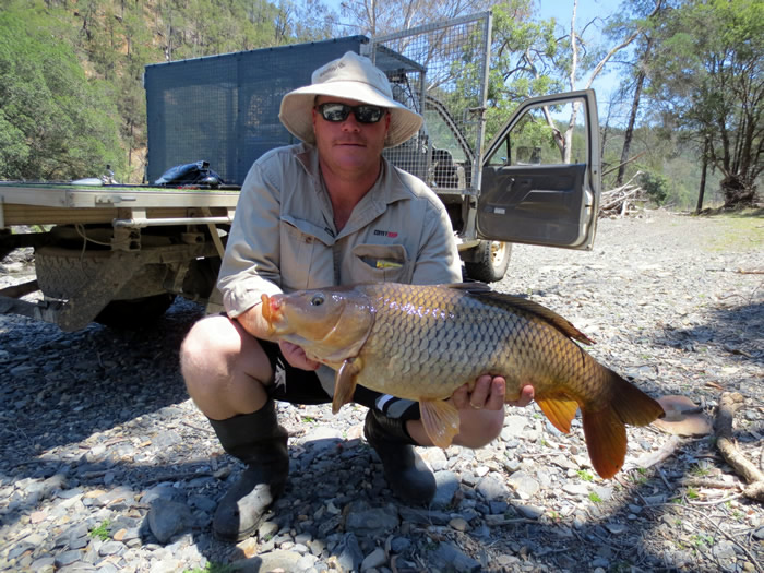 Carp are great to catch but must not be returned to the water - they are an introduced pest which compete with natives for resources.
