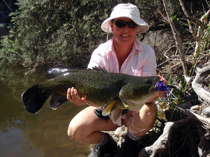 Plenty of good Murray Cod have been caught in the creek