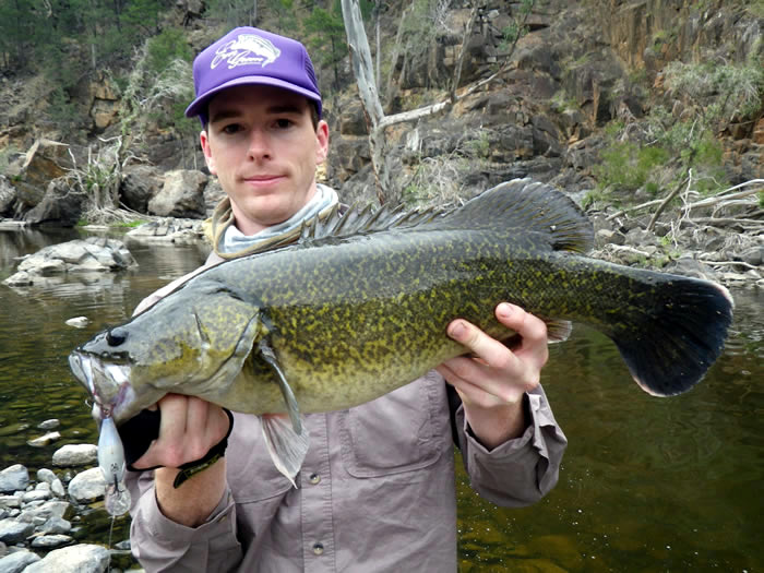 Awesome Murray Cod, this is why catch and release is so important at Jackals Hide.