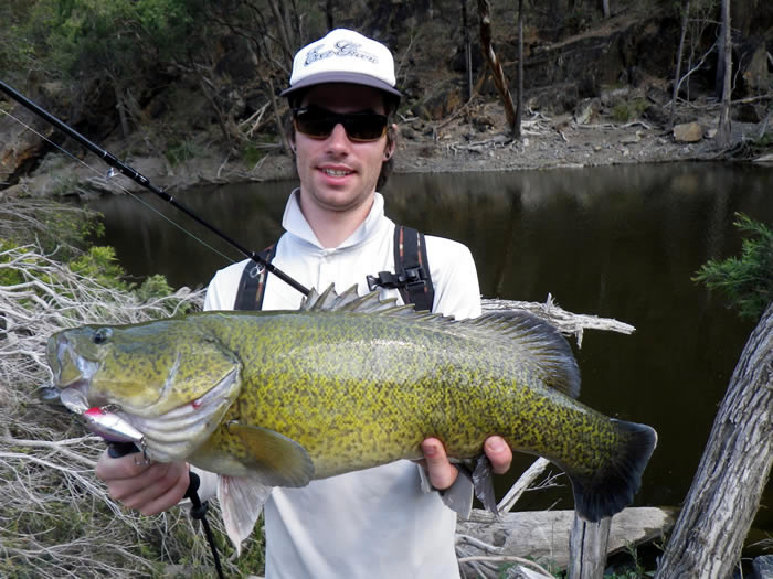 A large Western Cod caught in Tenterfield River.