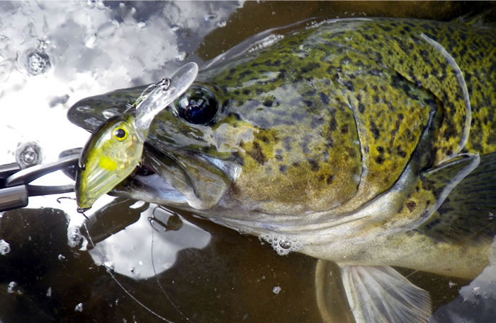 Lures are great for cod fishing and surface lures are probably the best