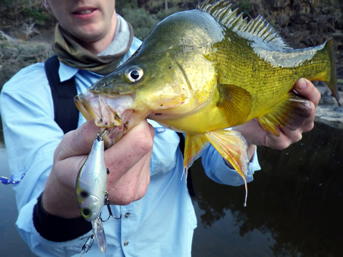 Yellow Belly are prolific the creek
