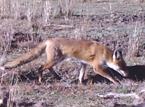 Red fox at a carcass.