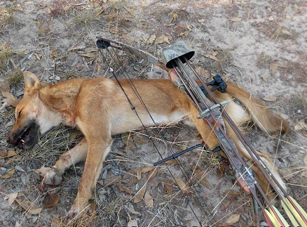 Wild dog despatched after following the sheep flock from Camp to Austins.