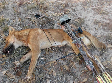 Wild dog despatched after following the sheep flock from Camp to Austins.