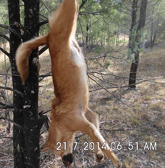 This wild dog taken out by Brent, ended its three-month sheep killing spree.