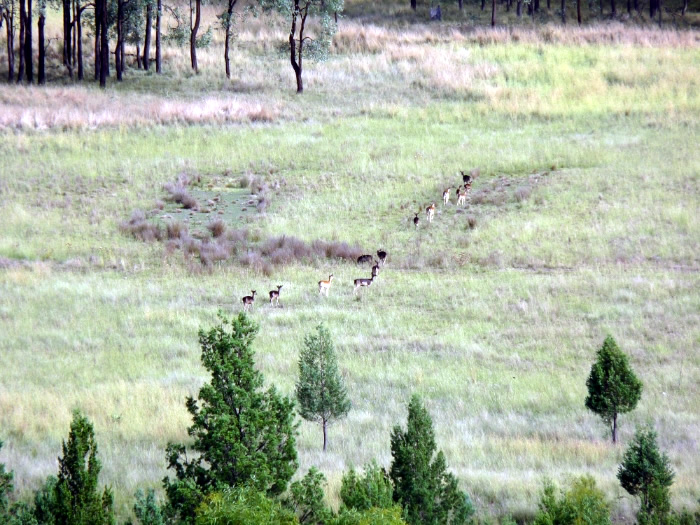 Good numbers of Fallow deer roam these hills
