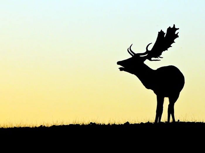 Silhoutte of a Fallow Deer