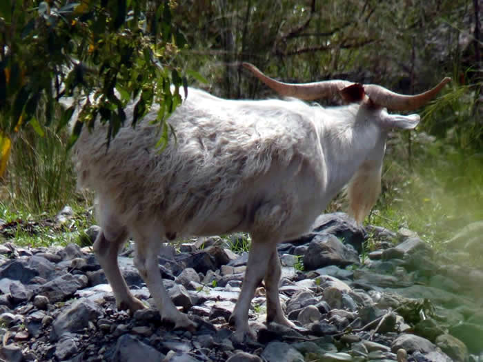 A white feral goat pictured in a bush setting. - Photo by Paul Rea