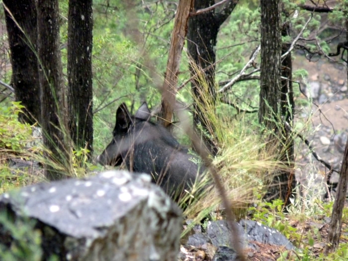Black wild pigs partial obscured in the bush - Photo by Paul Rea