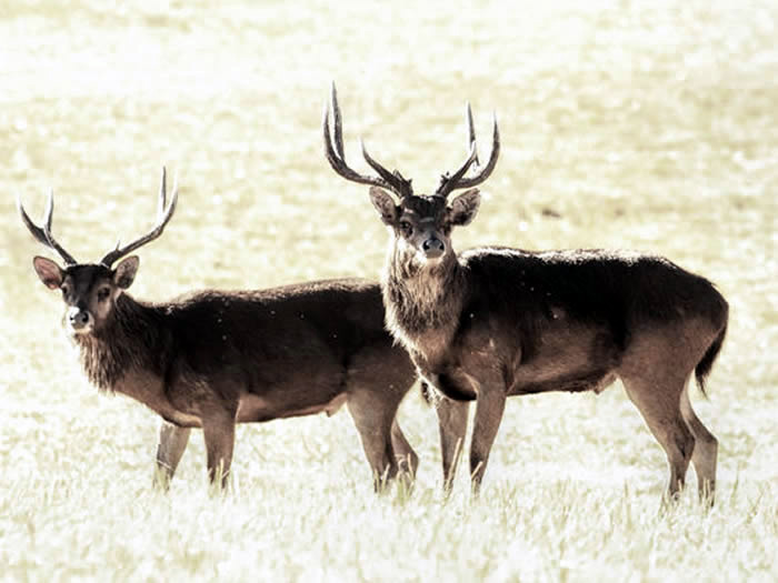 Two Rusa deer standing in a field
