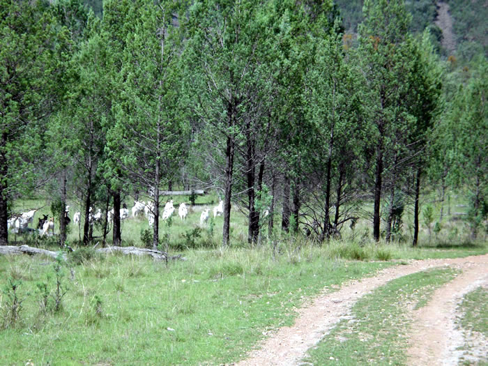 Good goat numbers roam the property