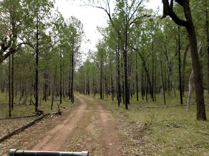 The bush road leading to bottle bend campsite