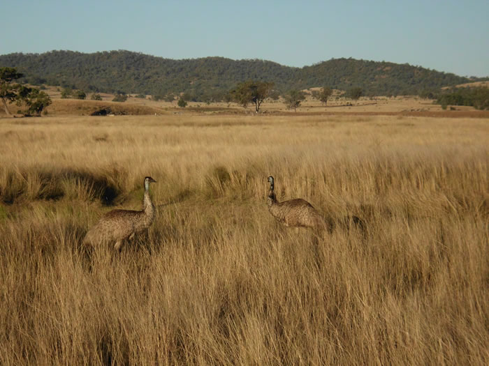 Some of the locals wandering around the property